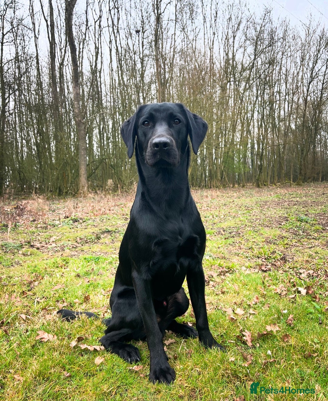Labrador Retriever dogs for stud: Traditional Working Labrador with a Heart of Gold. - Image 5