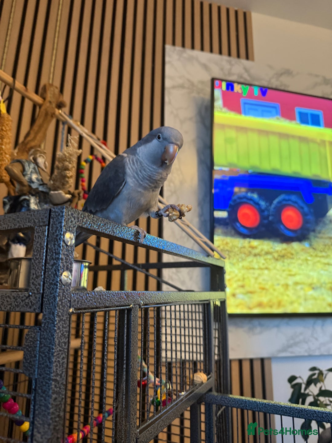 Parrots birds for sale: Quaker parrot  - Advert 3