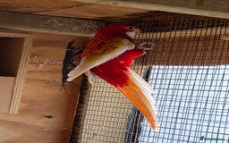 Mixed Breed birds for sale: Ruinous rosella - Advert 4