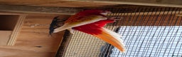 Mixed Breed birds for sale: Rubino rosella - Advert 4