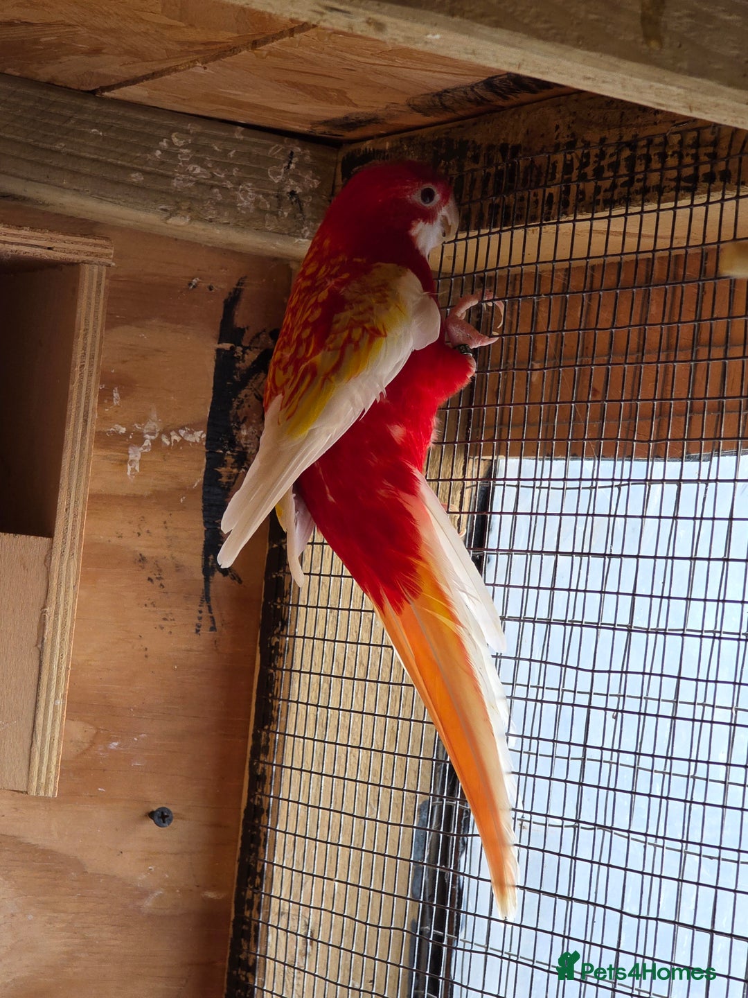Mixed Breed birds for sale: Ruinous rosella - Advert 4