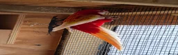 Mixed Breed birds for sale: Rubino rosella - Advert 4