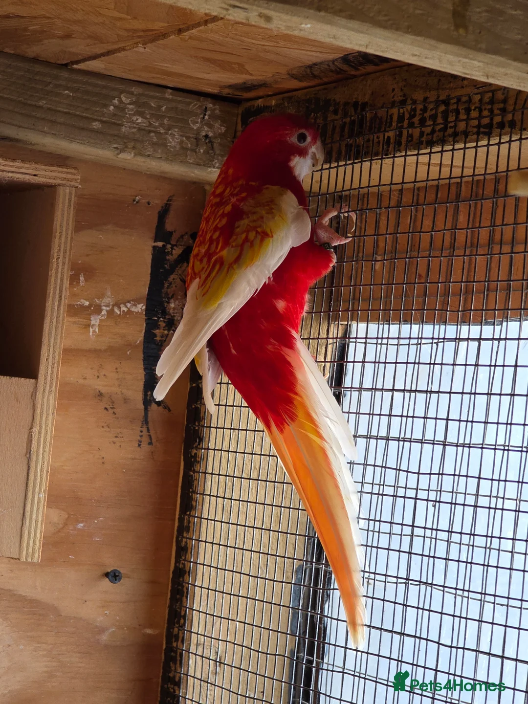 Mixed Breed birds for sale: Rubino rosella - Advert 4