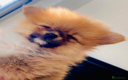 Pomeranian dogs for sale: Energetic Pome - Image 1