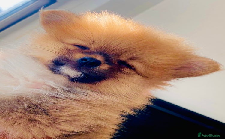 Pomeranian dogs - Advert 1