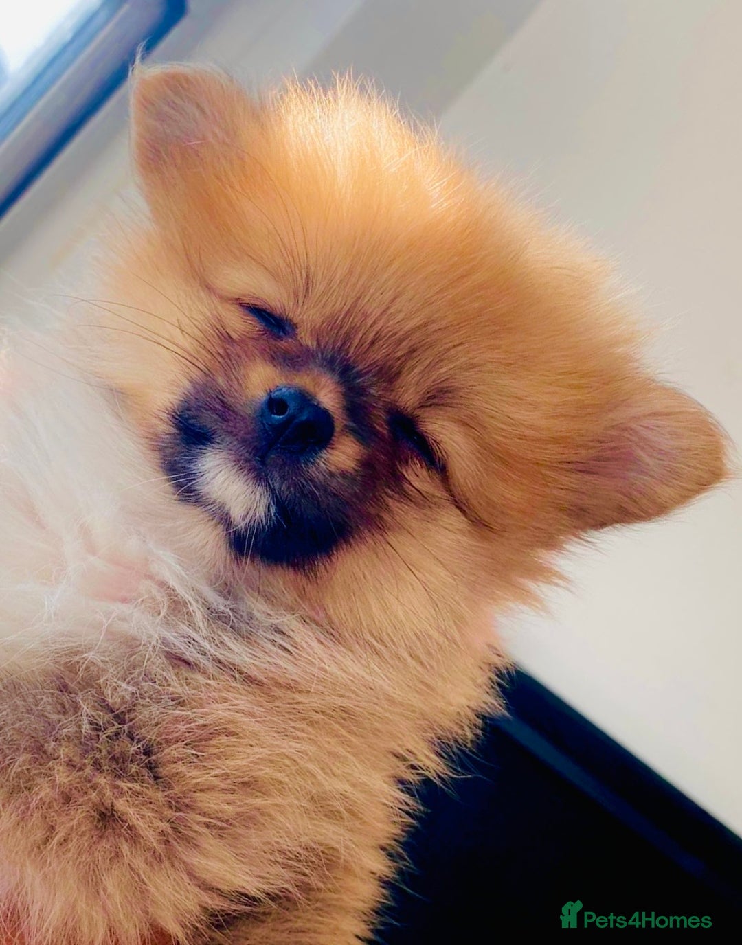 Pomeranian dogs for sale: Energetic Pome - Image 1