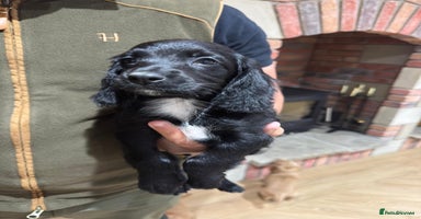 Cocker Spaniel dogs - Advert 4