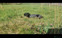 Mixed Breed dogs for sale: Little bundles of schweenie love!  - Image 25