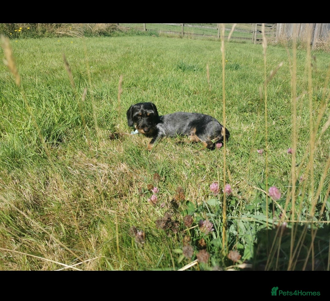 Mixed Breed dogs for sale: Little bundles of schweenie love!  - Image 25