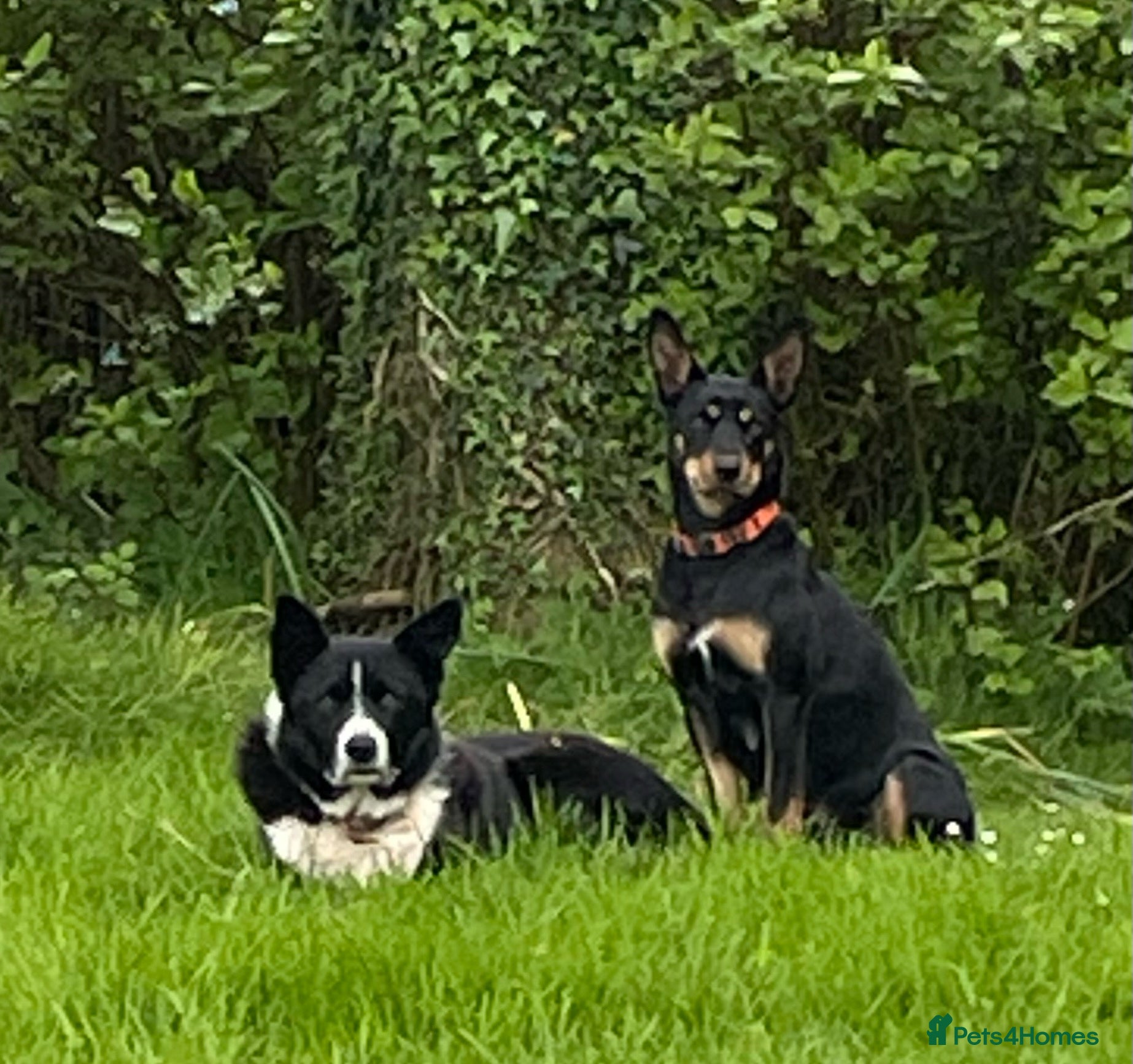 Mixed Breed dogs Australian Kelpie x Collie Pups - Advert 1