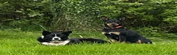 Mixed Breed dogs for sale: Australian Kelpie x Collie Pups in Llangadog - Advert 1