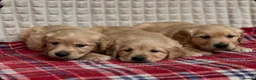 Golden Retriever dogs for sale: GORGEOUS GOLDEN RETRIEVER PUPPIES  in Carmarthen - Advert 11