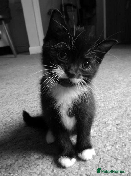 Mixed Breed cats Tuxedo kitten for sale  - Advert 3