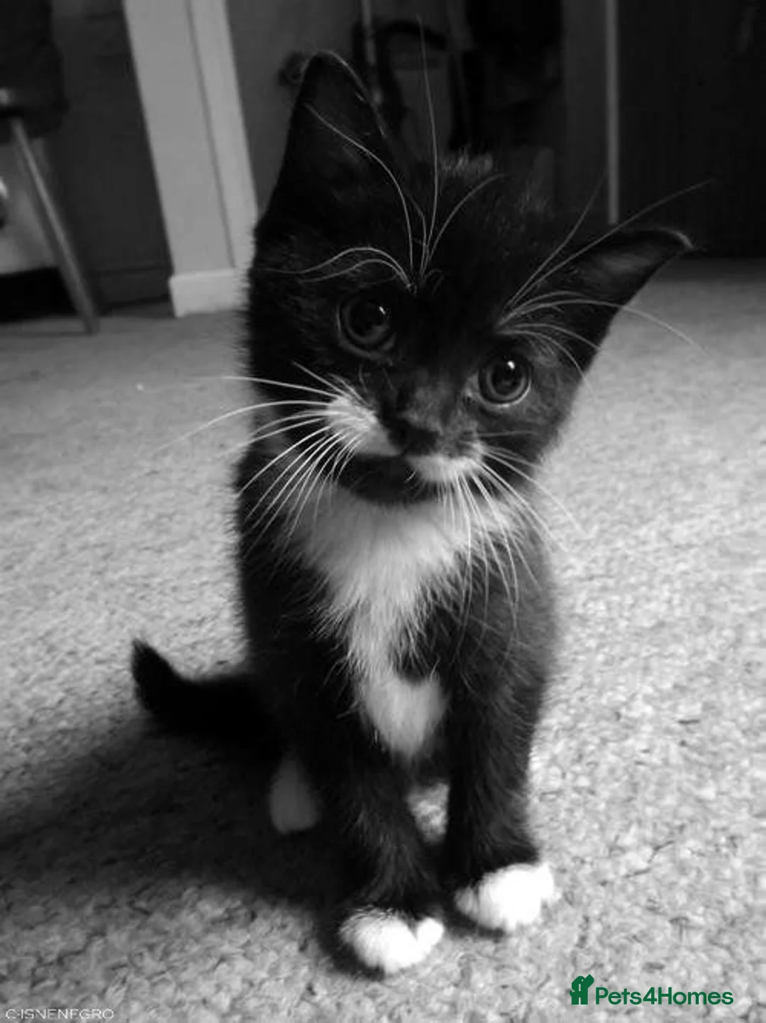 Mixed Breed cats for sale: Tuxedo kitten for sale  - Advert 1