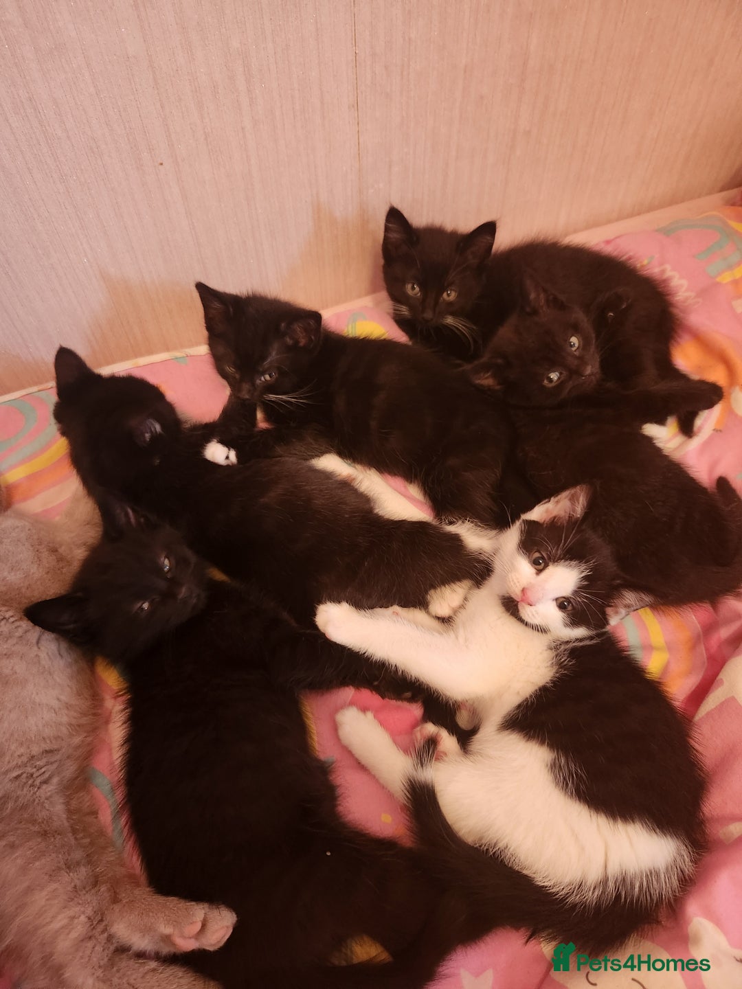 Mixed Breed cats for sale: 6 kittens for sale - Image 4