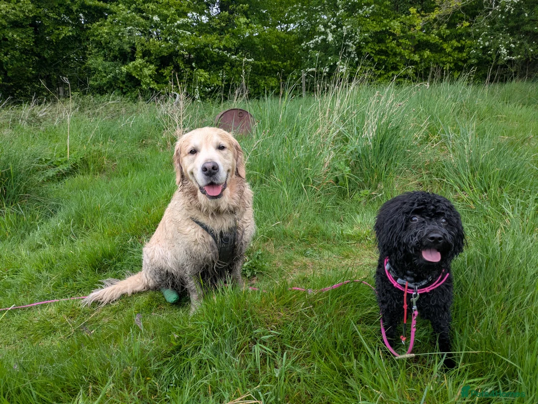 Aussiedoodle dogs for sale: Young active mix breed  - Advert 2