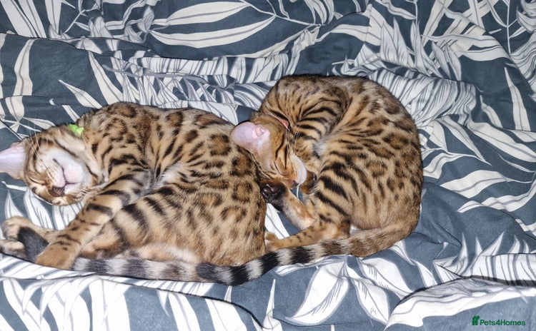 Bengal cats - Advert 4