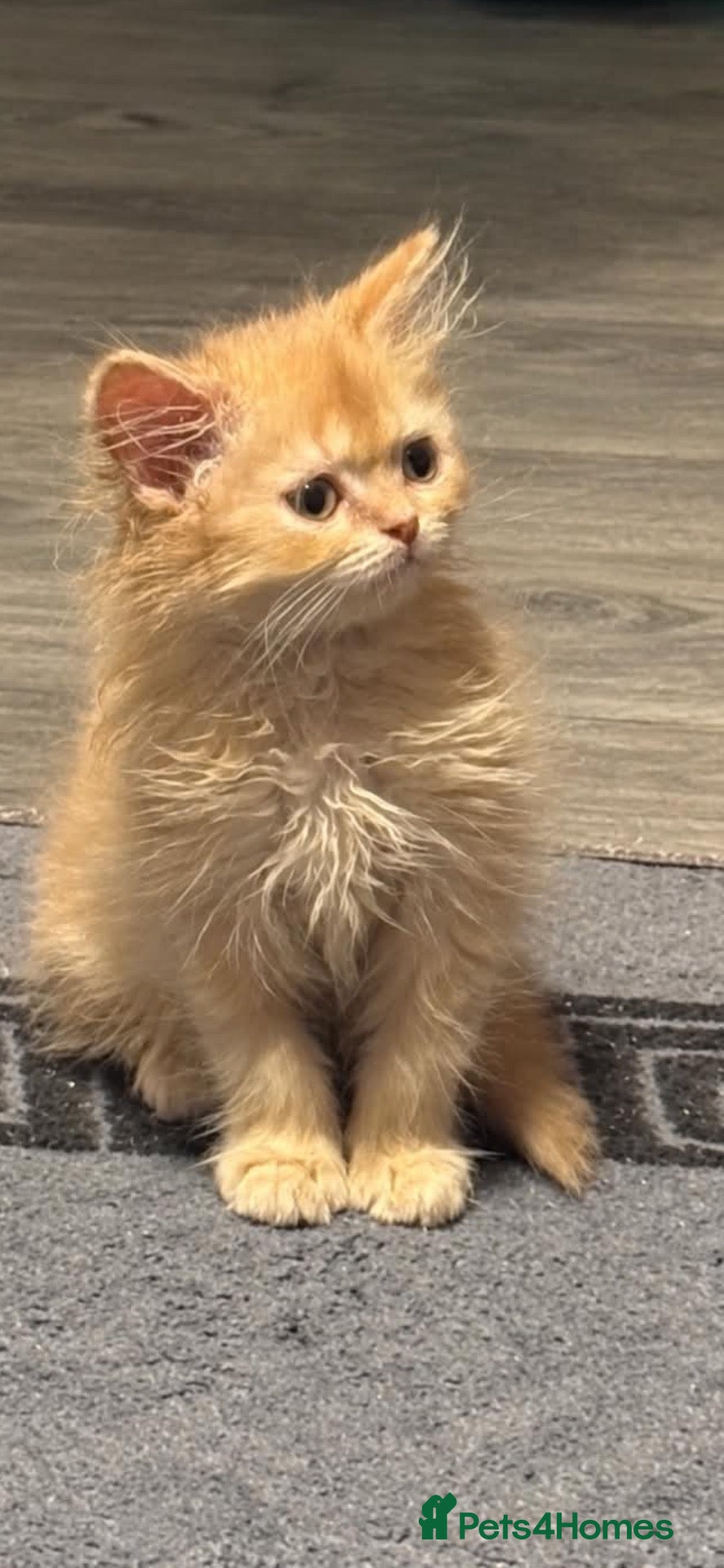 Persian cats 🌸2 CREAM 1 RED PERSIANS LEFT 🌸 - Advert 1