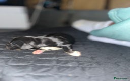 Cockalier dogs for sale: ‼️‼️Best ** grift ever‼️‼️ - Image 12
