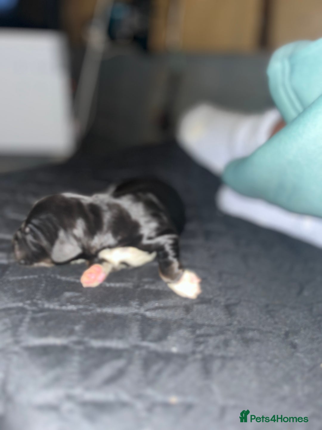 Cockalier dogs for sale: ‼️‼️Best ** grift ever‼️‼️ - Image 12