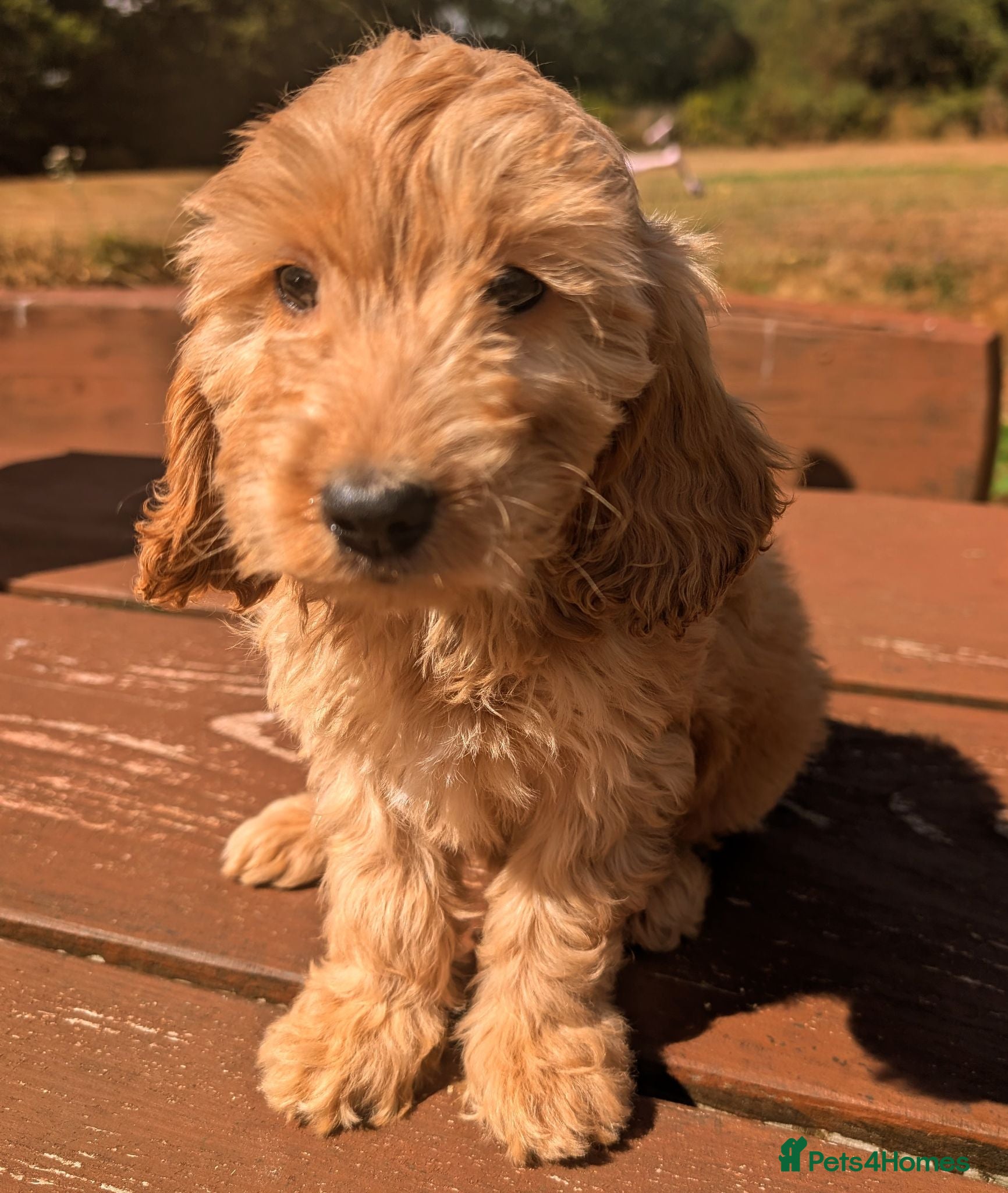 Cockapoo dogs Quality DNA Clear Cockapoo Puppies  - Advert 1