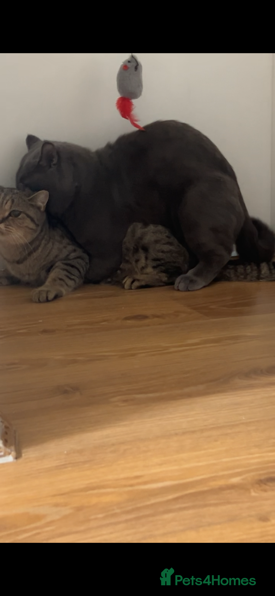 British Shorthair cats for stud: 💙Handsome GCCF Active Registered Blue BSH💙 - Advert 9