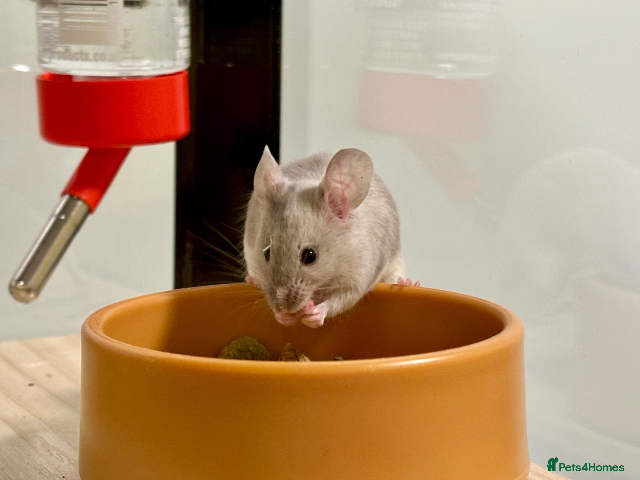 Mouse rodents Female Fancy Mouse, In Need Of A Loving Home - Advert 3
