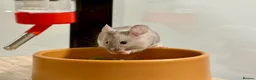 Mouse rodents for sale: Female Fancy Mouse, In Need Of A Loving Home in Farnham - Advert 1