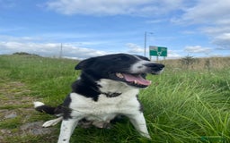 Border Collie dogs for sale: 6 border collies looking for there forever homes  - Image 7