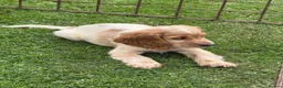 Cocker Spaniel dogs for sale: Cocker Spaniel puppies  - Advert 13