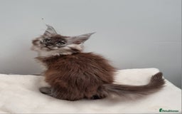 Maine Coon cats for sale: GCCF Pedigree Maine Coon Kittens for sale  - Image 25