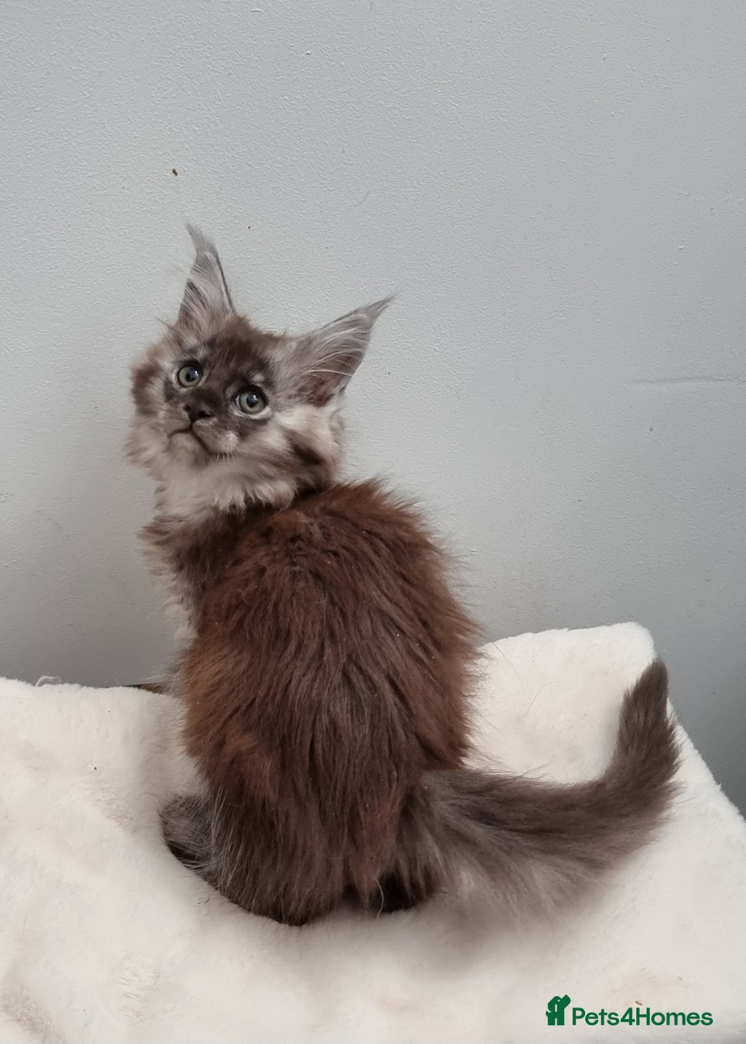 Maine Coon cats for sale: GCCF Pedigree Maine Coon Kittens for sale  - Image 25