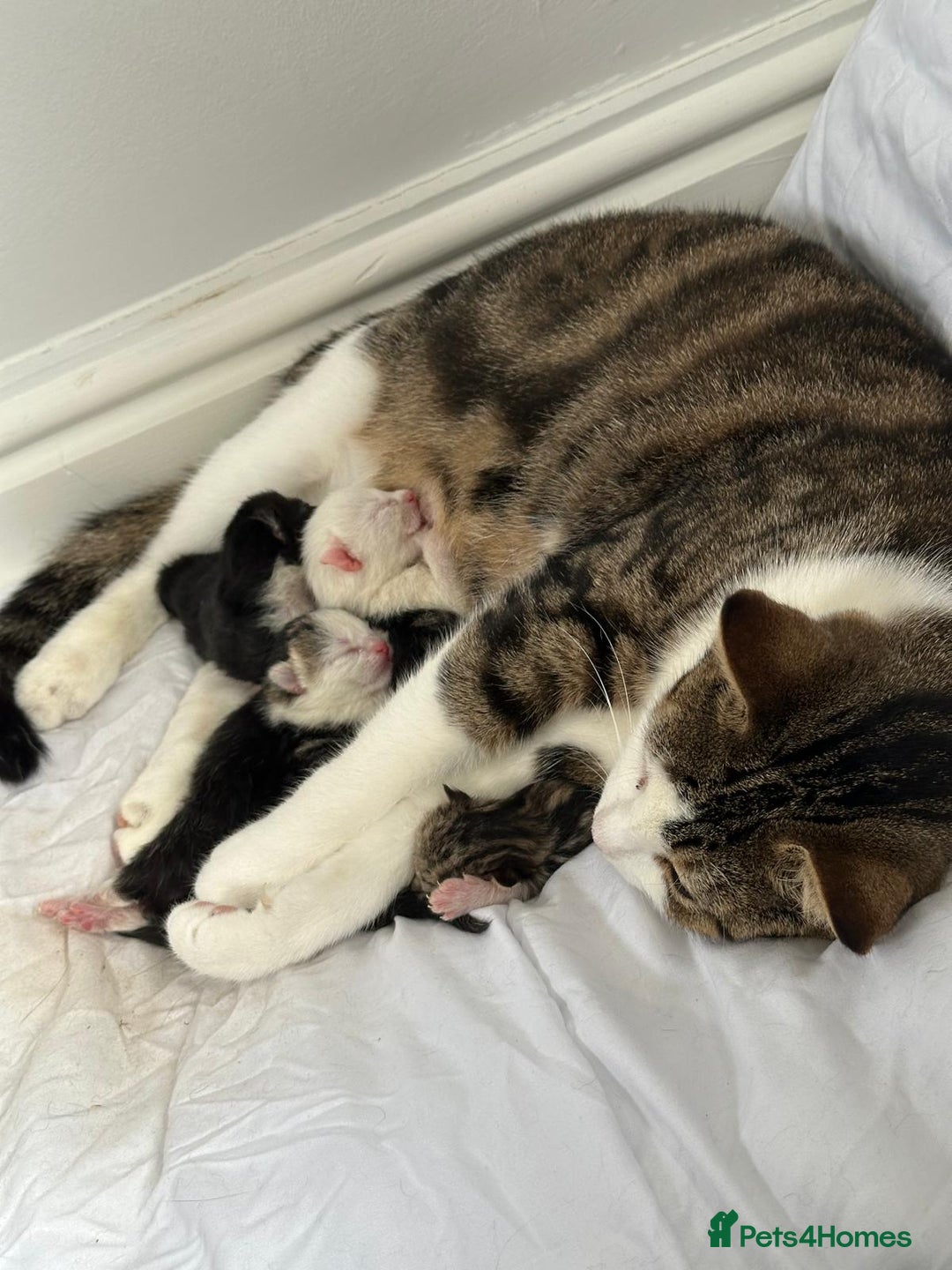 Domestic Shorthair cats for sale: beautiful tabby and black and white kittens - Image 30