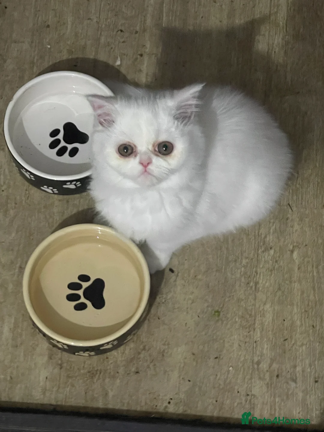Persian cats for sale: Persian  **  kittens  - Advert 2
