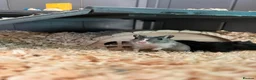 Gerbil rodents for sale: 2 female gerbils in Basildon - Advert 1