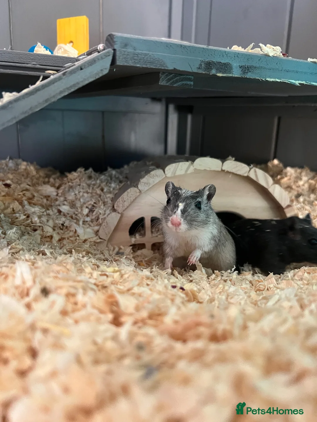 Gerbil rodents for sale: 2 female gerbils in Basildon - Advert 1