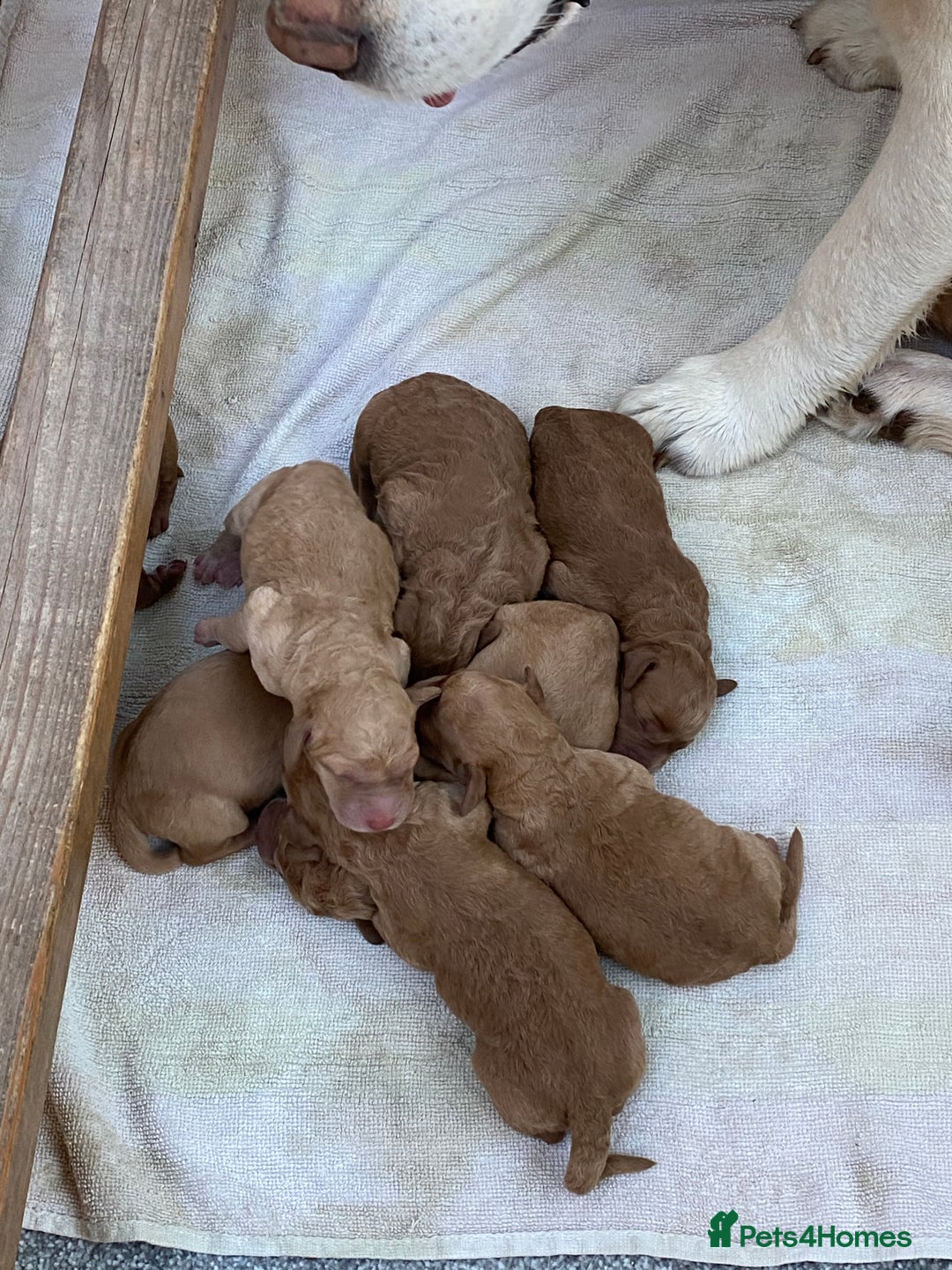 Labradoodle dogs for sale: F1 Red Miniature Labradoodles  - Advert 18