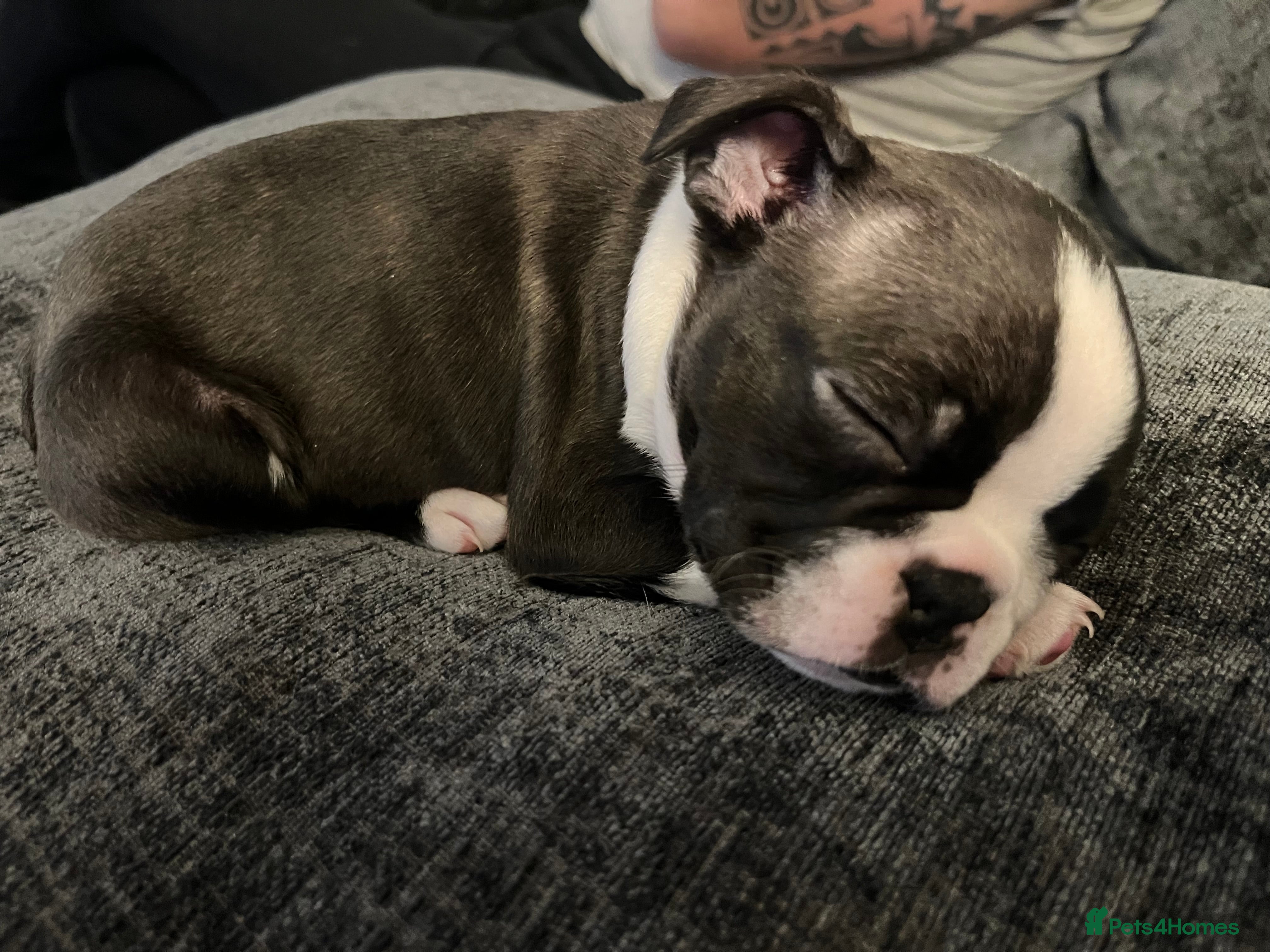 Boston Terrier dogs Boston Terrier girl puppy. Ready at the weekend. - Advert 2