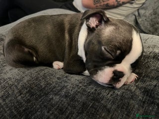 Boston Terrier dogs Boston Terrier girl puppy. Ready at the weekend. - Advert 2