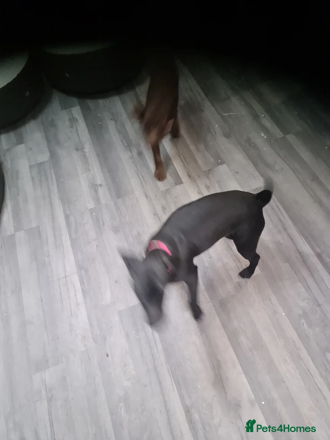 Patterdale Terrier dogs for sale: Beautiful chocolate Paterdale Terrier 4 months old in Stevenage - Advert 5