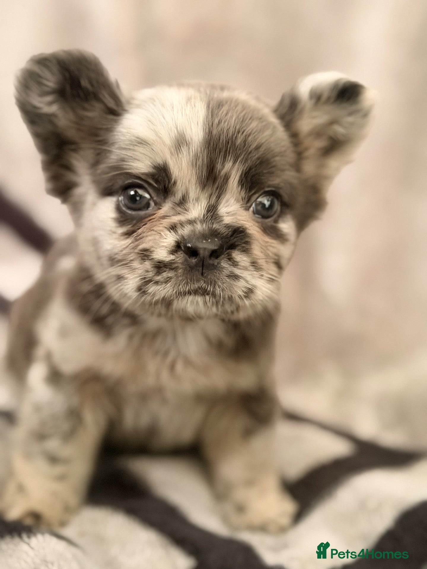 French Bulldog dogs 3 left Super fluffy frenchies ready to leave - Advert 1
