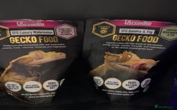 Gecko reptiles for sale: Harlequin Tricolour Crested Gecko + Large Tank - Advert 36