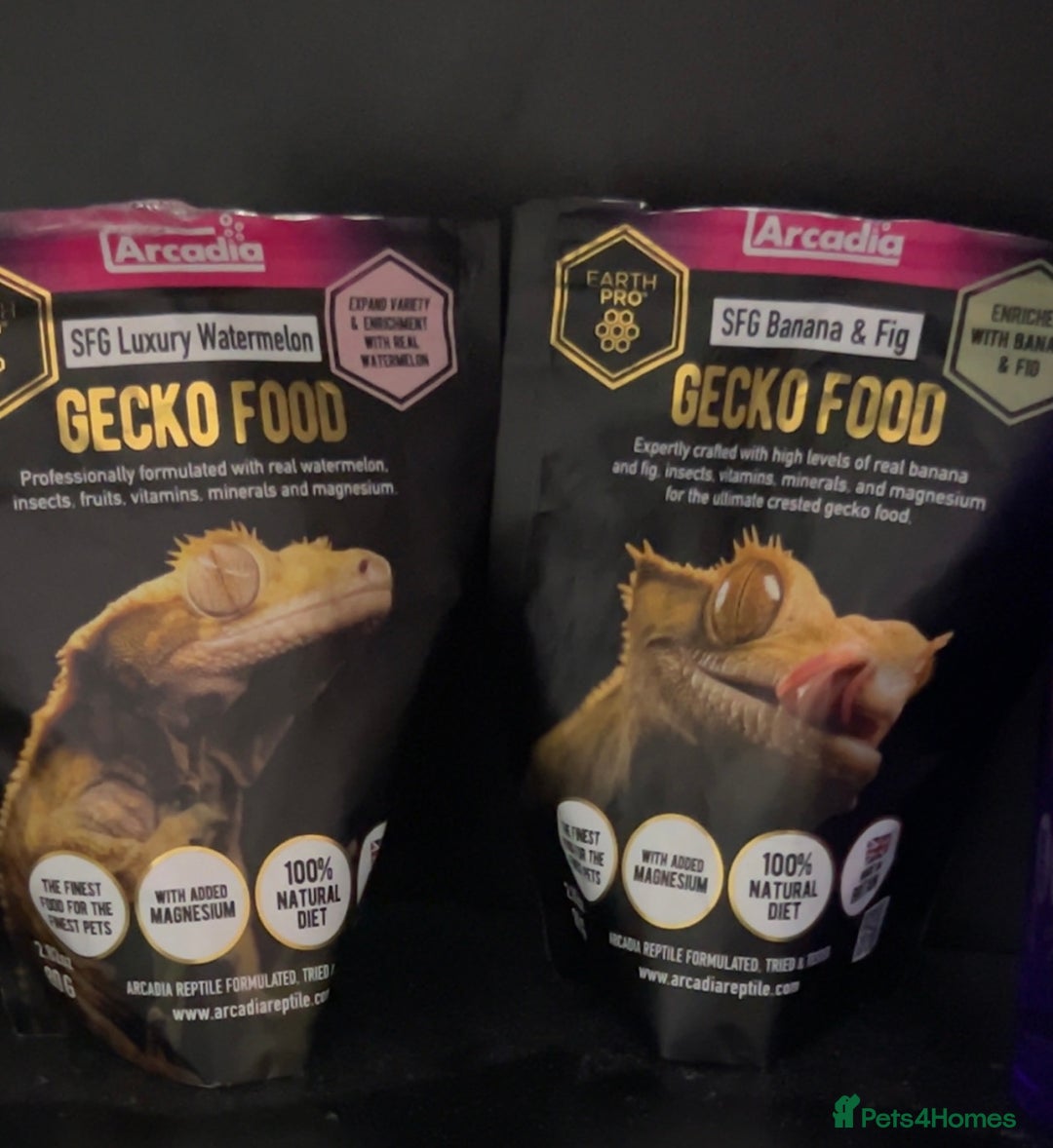 Gecko reptiles for sale: Harlequin Tricolour Crested Gecko + Large Tank - Advert 36
