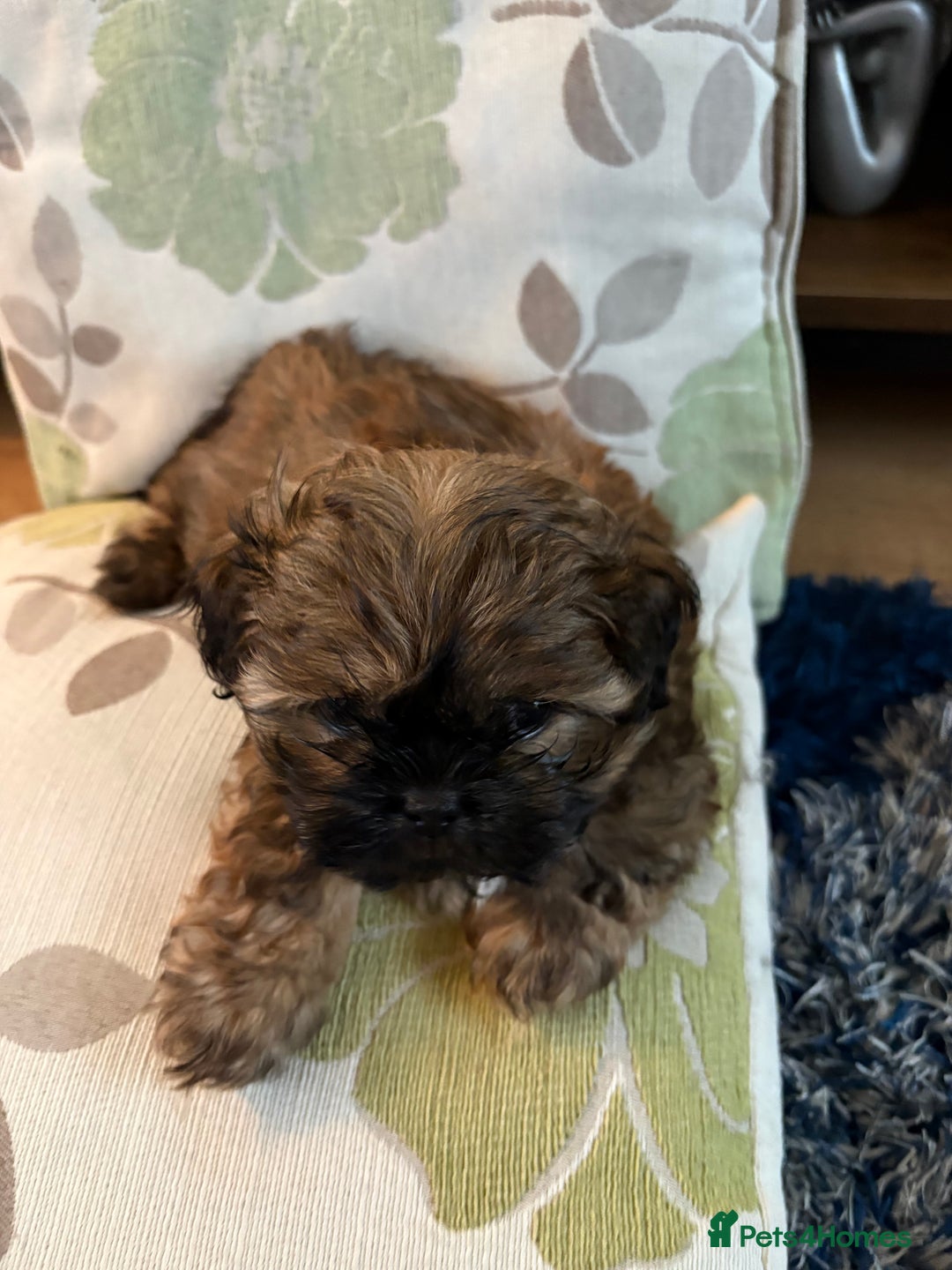 Mixed Breed dogs for sale: Shih Tzu cross - teddy bear puppies - Advert 14