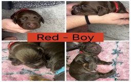 Cocker Spaniel dogs for sale: Beautiful litter - working cocker spaniels ❤️ - Image 8