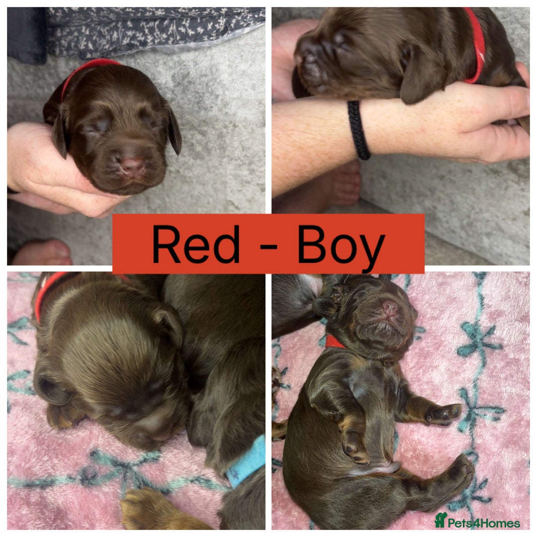 Cocker Spaniel dogs for sale: Beautiful litter - working cocker spaniels ❤️ - Image 8