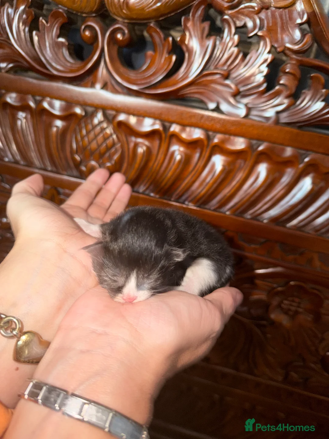 Maine Coon cats for sale: Giant mainecoon Babies 🥹 - Advert 19