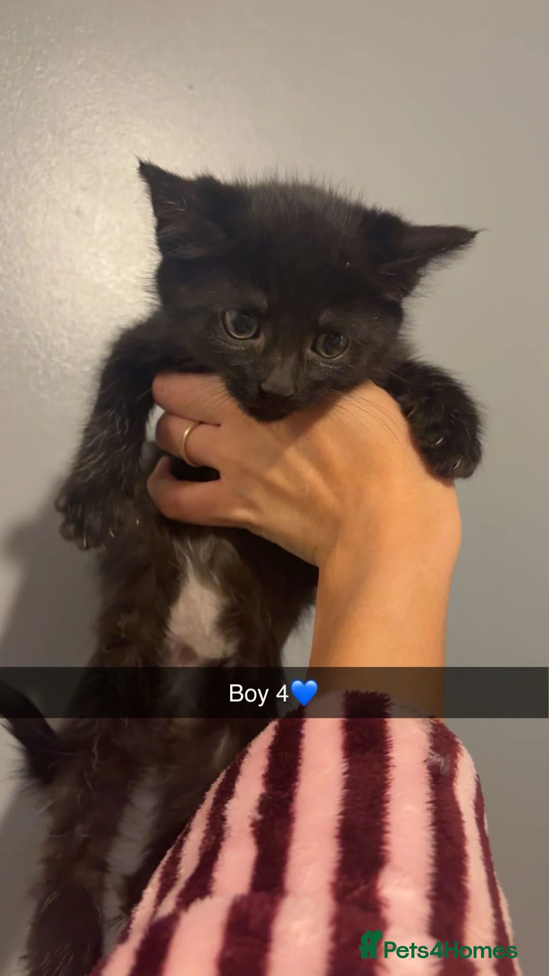 Maine Coon cats for sale: Maine coon X kittens  - Advert 10