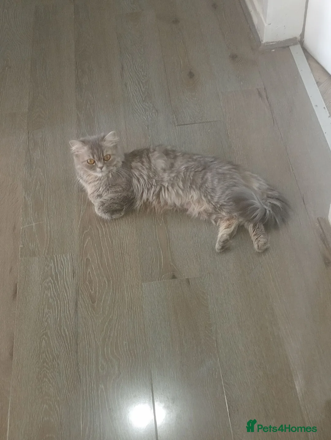 Ragdoll cats for sale: 3 Beautiful Kittens 😺 Ready to go  - Advert 7