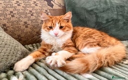 Mixed Breed cats for sale: Percy - stunning long haired ginger cat - Image 2